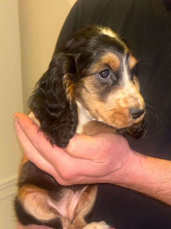 Tri coloured cocker spaniel puppies - Image 2 of 6