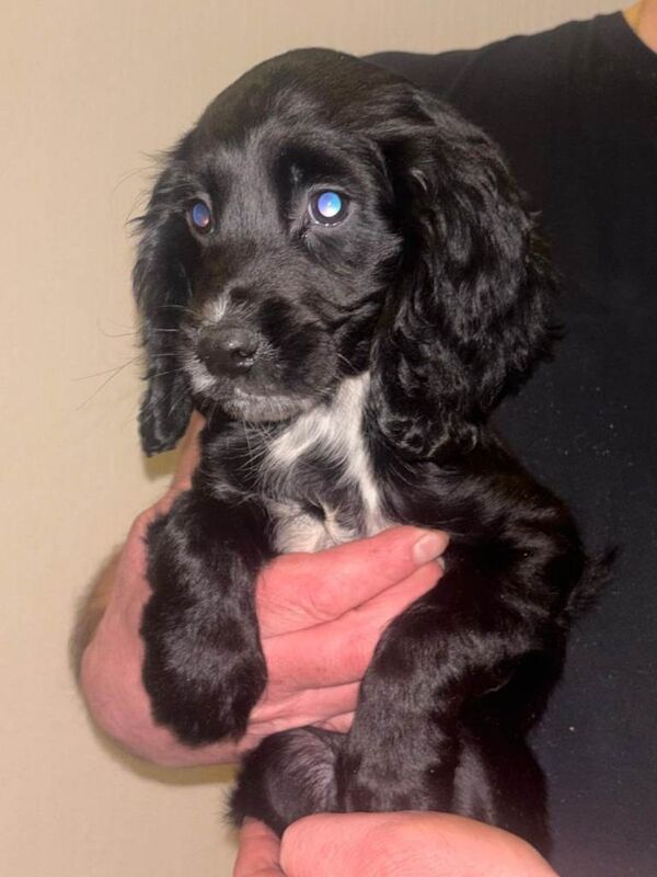 Tri coloured cocker spaniel puppies - Image 3 of 6
