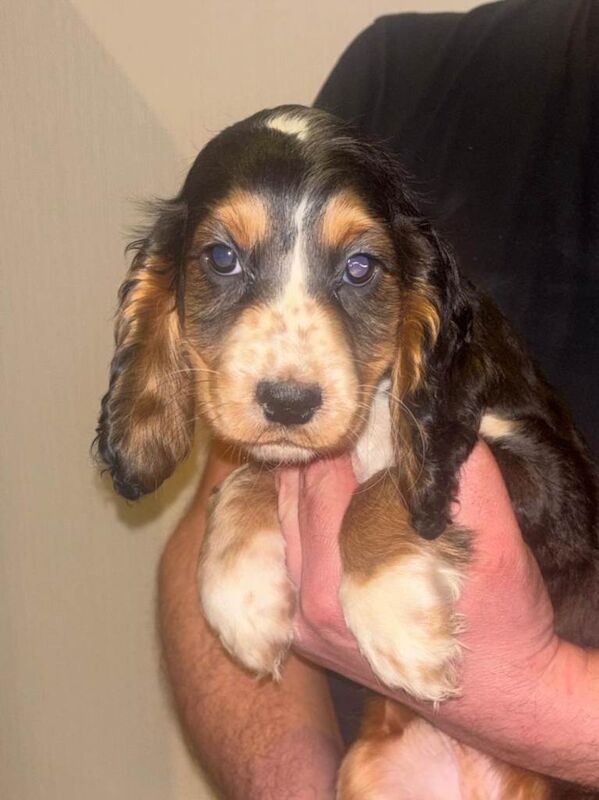 Tri coloured cocker spaniel puppies - Image 4 of 6