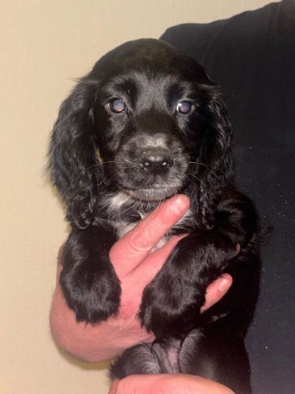Tri coloured cocker spaniel puppies - Image 5 of 6