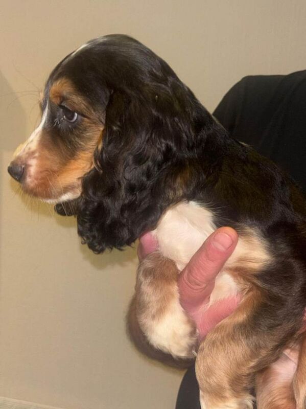 Tri coloured cocker spaniel puppies - Image 6 of 6