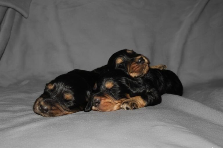 Cocker Spaniel puppies for sale in Leyland, Lancashire – KC registered, 4 weeks old