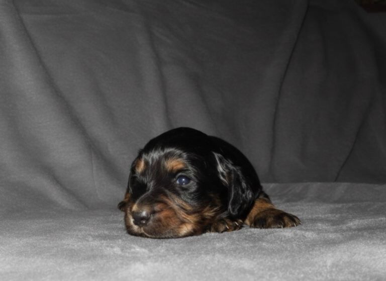 TRI show cockers - KC LINE - Image 2 of 6