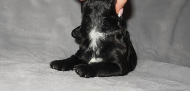 TRI show cockers - KC LINE - Image 5 of 6