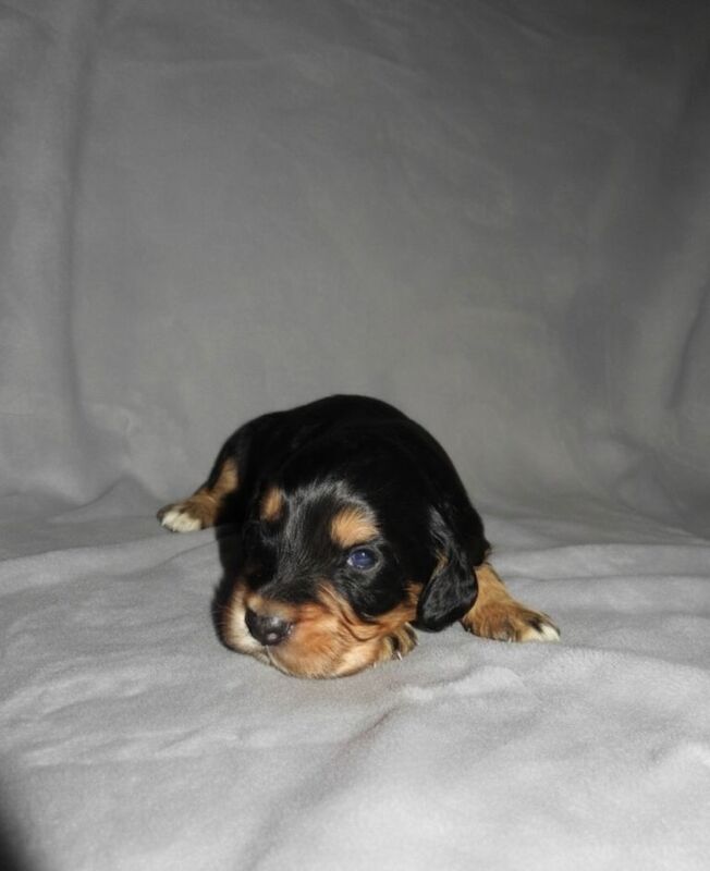 TRI show cockers - KC LINE - Image 6 of 6