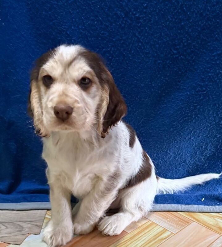 Cocker Spaniel puppies for sale in North Walsham, Norfolk – 8 weeks old