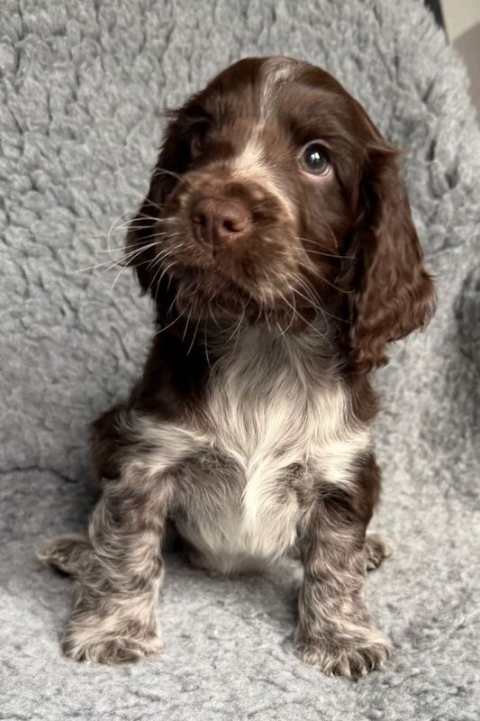 Cocker Spaniel puppies for sale in North Walsham, Norfolk – 8 weeks old - Image 2 of 3
