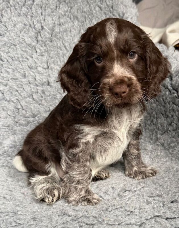 Cocker Spaniel puppies for sale in North Walsham, Norfolk – 8 weeks old - Image 3 of 3