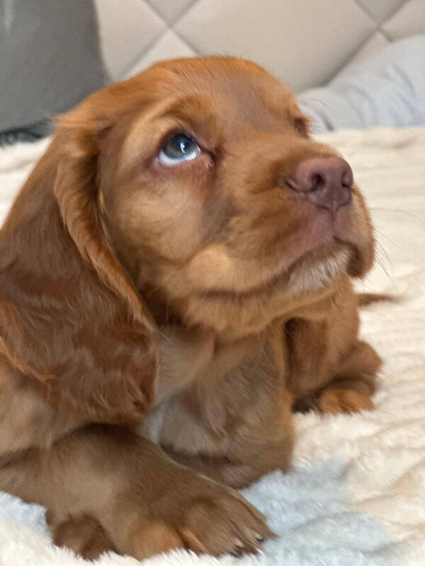 Cocker Spaniel puppies for sale in Kingston Hill, Greater London – KC registered, 8 weeks old