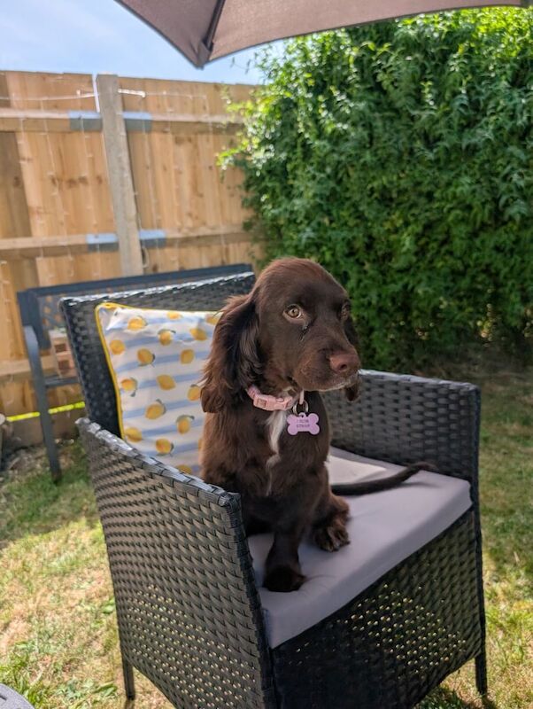 Cocker Spaniel puppies for sale in Gosport, Hampshire – 4 months old