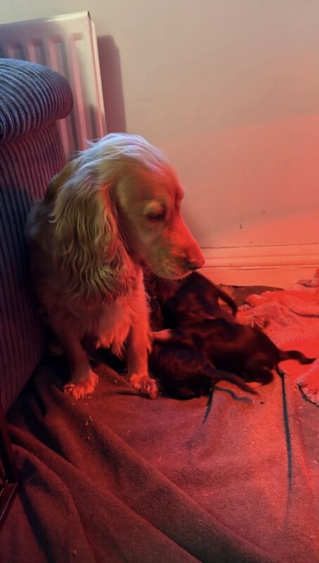 Cocker Spaniel puppies for sale in Coventry, West Midlands – 1 year old - Image 2 of 3