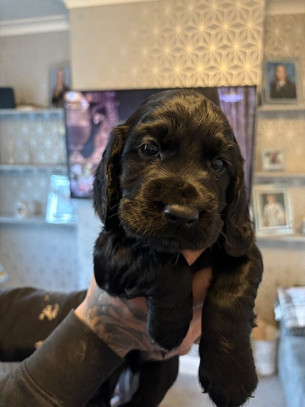 Cocker Spaniel puppies for sale in Coventry, West Midlands – 1 year old - Image 3 of 3