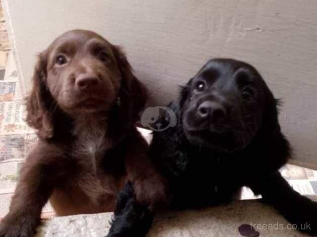 Unregistered cocker spaniels for sale in Leicester, Leicestershire - Image 1
