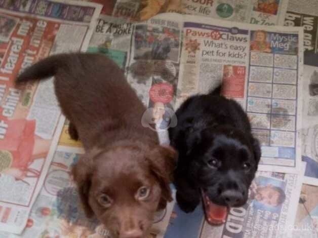 Unregistered cocker spaniels for sale in Leicester, Leicestershire - Image 2