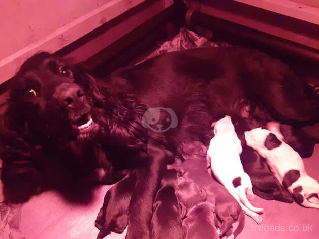 Unregistered cocker spaniels for sale in Leicester, Leicestershire - Image 4