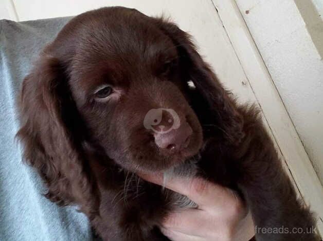 Unregistered cocker spaniels for sale in Leicester, Leicestershire - Image 5