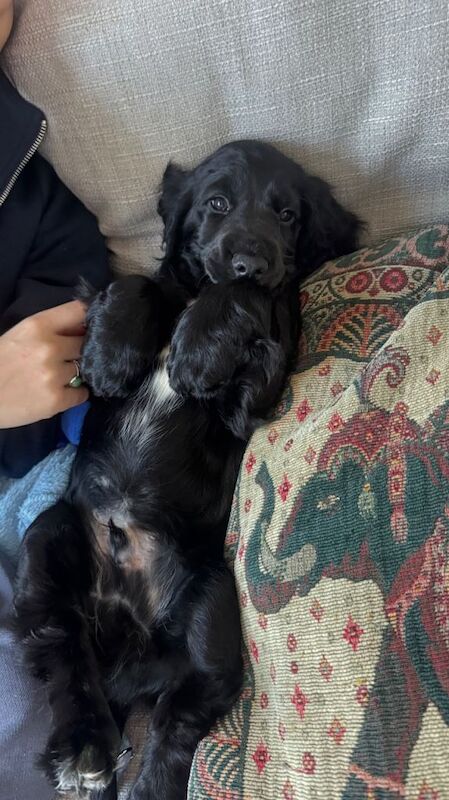 Cocker Spaniel puppies for sale in Cambridge, Cambridgeshire – KC registered, 10 weeks old - Image 2 of 3