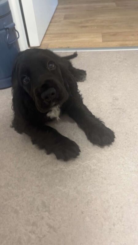 Cocker Spaniel puppies for sale in Cambridge, Cambridgeshire – KC registered, 10 weeks old - Image 3 of 3