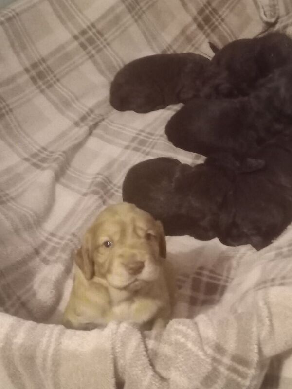 W/c spaniel pups for sale in Charlestown of Aberlour, Banffshire