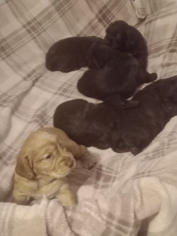 W/c spaniel pups for sale in Charlestown of Aberlour, Banffshire | Image 2