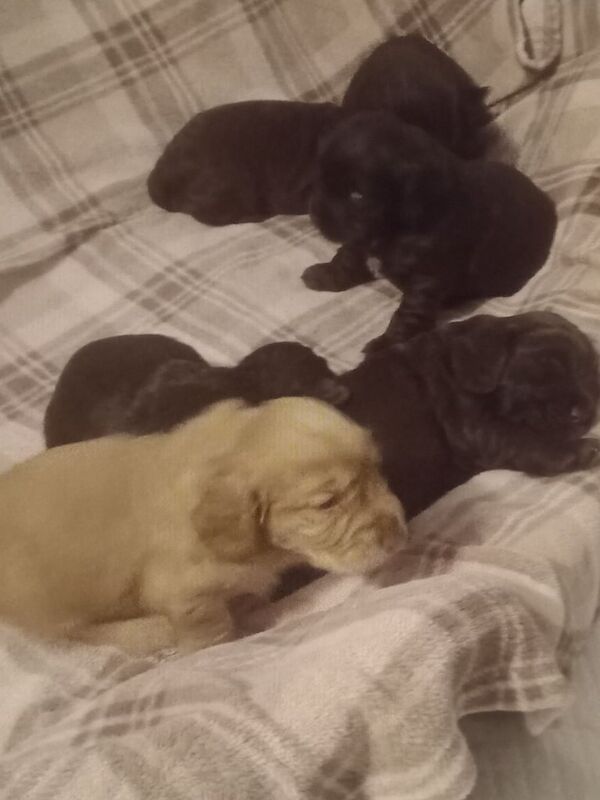 W/c spaniel pups for sale in Charlestown of Aberlour, Banffshire | Image 3