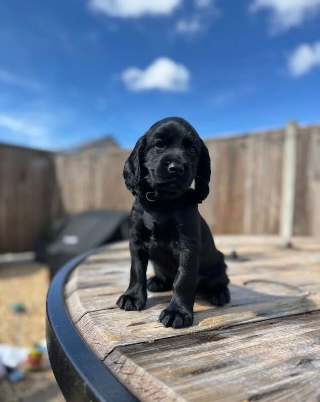 We’re proud to present our outstanding black cocker spaniel puppies available for new homes.