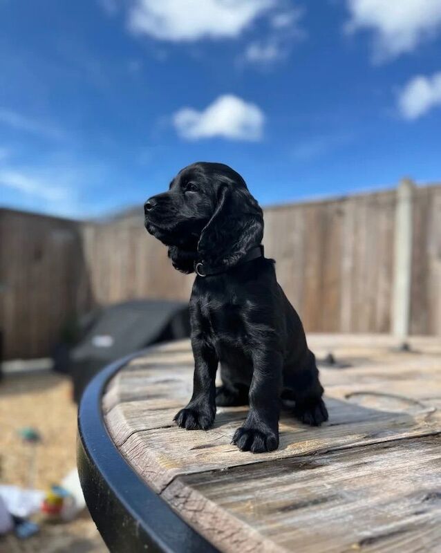 We’re proud to present our outstanding black cocker spaniel puppies available for new homes. - Image 2 of 4