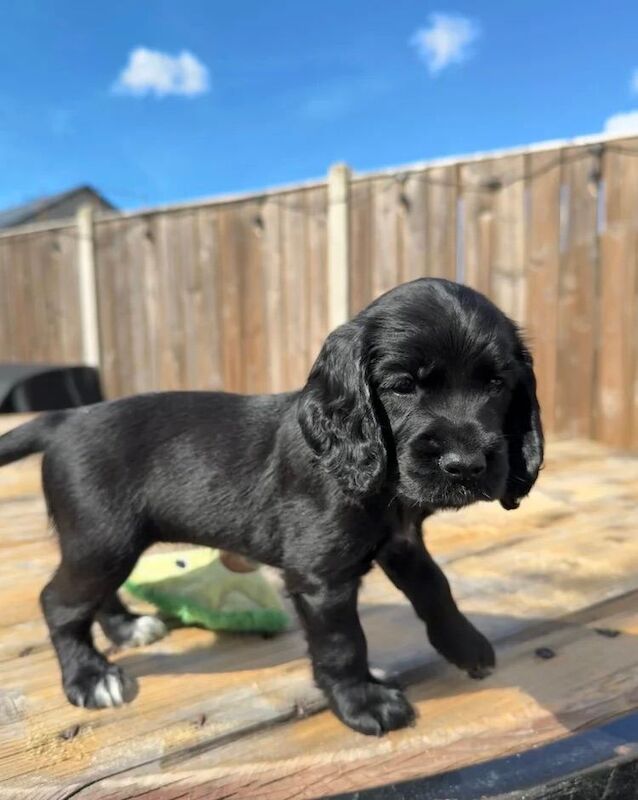 We’re proud to present our outstanding black cocker spaniel puppies available for new homes. - Image 3 of 4