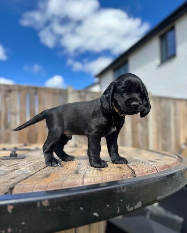 We’re proud to present our outstanding black cocker spaniel puppies available for new homes. - Image 4 of 4