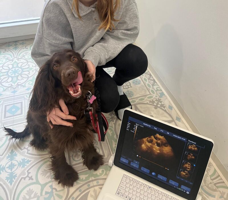 Cocker Spaniel puppies for sale in Weybridge, Surrey – 2 years old - Image 2 of 3