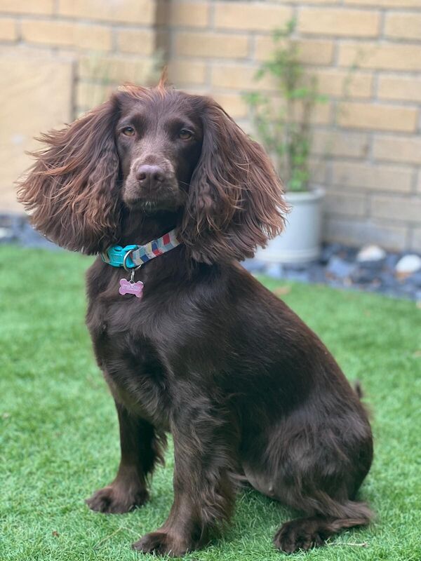 Cocker Spaniel puppies for sale in Weybridge, Surrey – 2 years old - Image 3 of 3