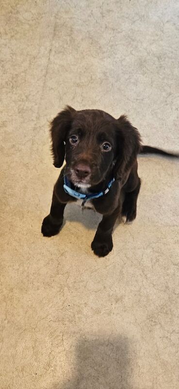 Cocker Spaniel puppies for sale in Newbury, Berkshire – KC registered, 10 weeks old