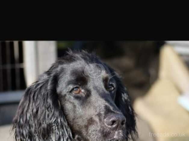 Cocker Spaniel Puppies For Sale | Cocker Spaniel Owners