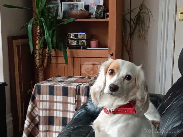 Cocker Spaniel puppies for sale in Barnstaple, Devon – 2 years old - Image 2 of 4