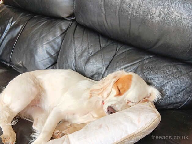 Cocker Spaniel puppies for sale in Barnstaple, Devon – 2 years old - Image 3 of 4