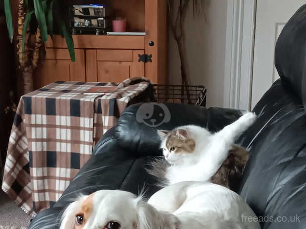 Cocker Spaniel puppies for sale in Barnstaple, Devon – 2 years old - Image 4 of 4