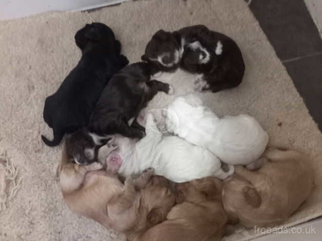 Cocker Spaniel puppies for sale in Guildford, Surrey – 1 year old - Image 1 of 2