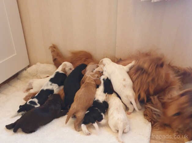Cocker Spaniel puppies for sale in Guildford, Surrey – 1 year old - Image 2 of 2
