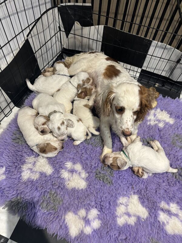 Working cocker puppies for sale in Princes Risborough, Buckinghamshire - Image 3