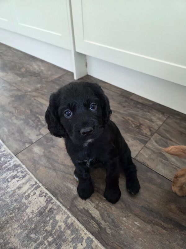 Cocker Spaniel puppies for sale in Doncaster, South Yorkshire – KC registered, 6 weeks old
