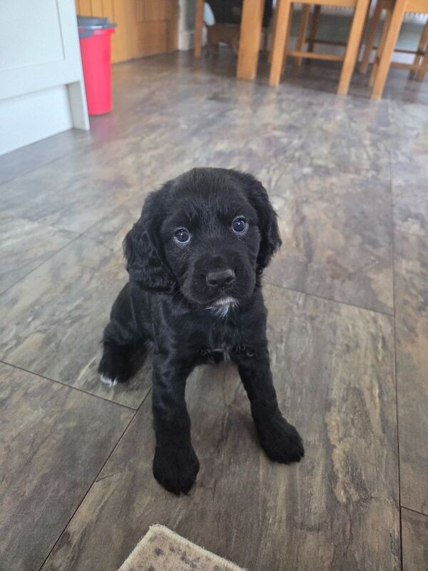 Cocker Spaniel puppies for sale in Doncaster, South Yorkshire – KC registered, 11 weeks old - Image 2 of 7