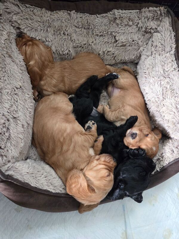 Cocker Spaniel puppies for sale in Doncaster, South Yorkshire – KC registered, 11 weeks old - Image 3 of 7