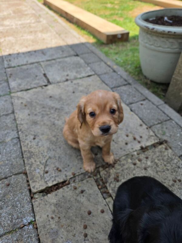 Cocker Spaniel puppies for sale in Doncaster, South Yorkshire – KC registered, 11 weeks old - Image 4 of 7