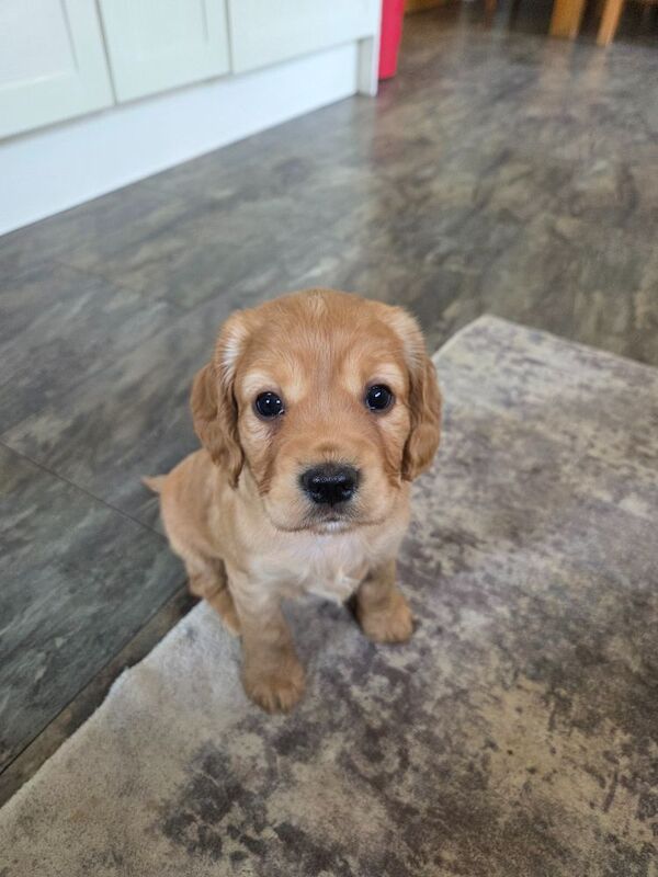 Cocker Spaniel puppies for sale in Doncaster, South Yorkshire – KC registered, 11 weeks old - Image 5 of 7
