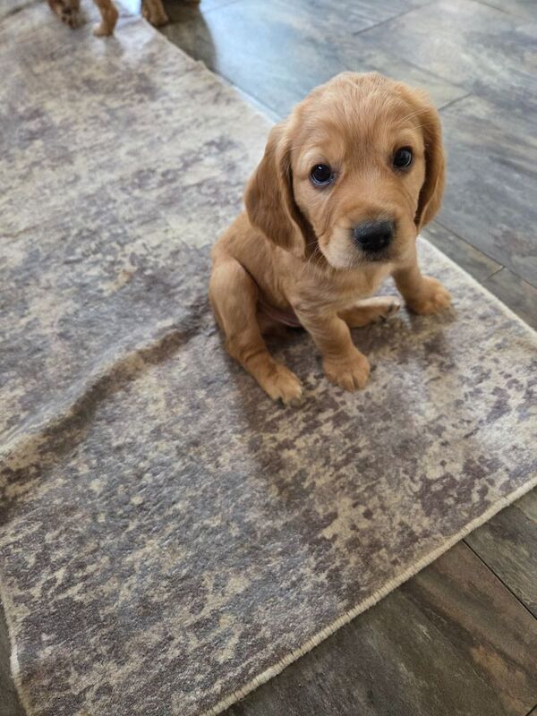 Cocker Spaniel puppies for sale in Doncaster, South Yorkshire – KC registered, 11 weeks old - Image 6 of 7