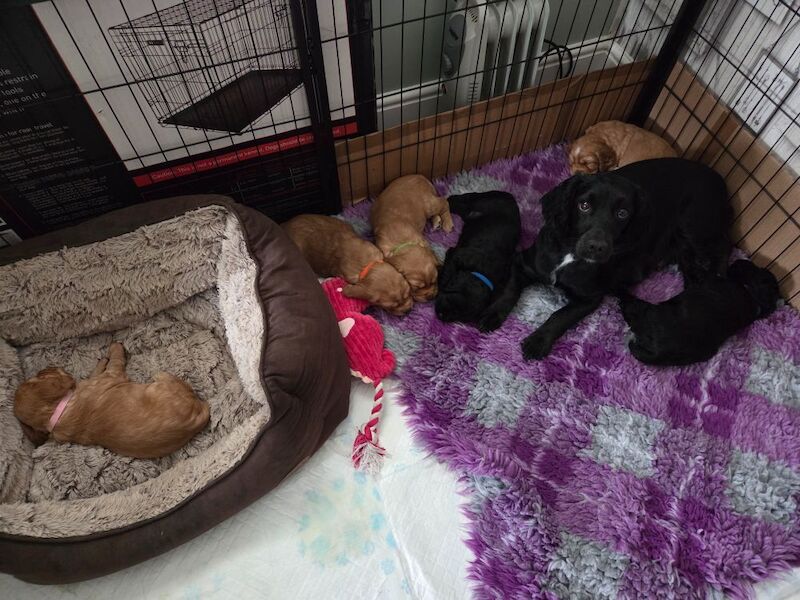 Cocker Spaniel puppies for sale in Doncaster, South Yorkshire – KC registered, 11 weeks old - Image 7 of 7