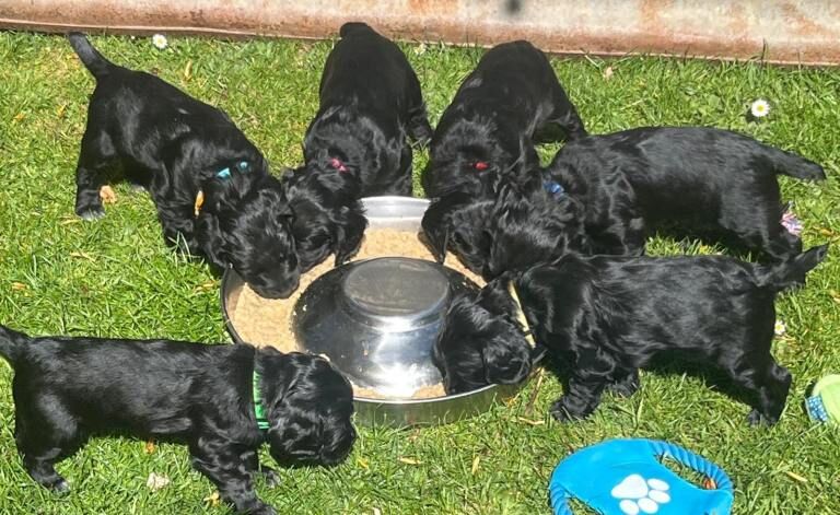Cocker Spaniel Puppies For Sale