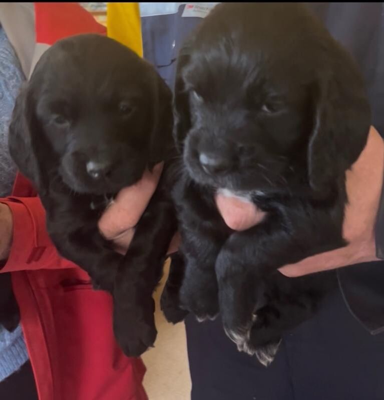 Working Cocker puppies for sale - Image 2 of 3