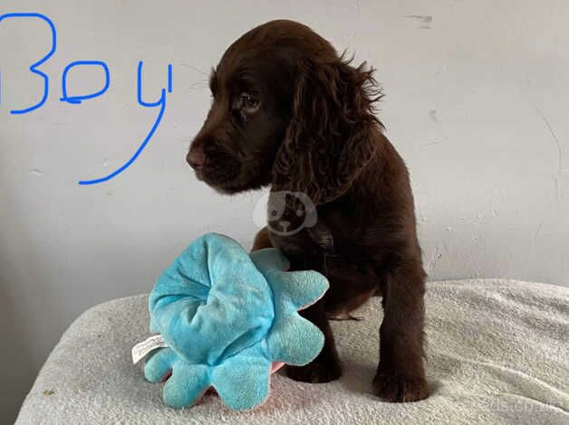 Cocker Spaniel puppies for sale in Trimdon, County Durham – 10 months old - Image 1 of 5