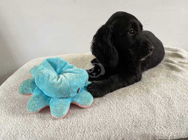 Cocker Spaniel puppies for sale in Trimdon, County Durham – 10 months old - Image 2 of 5